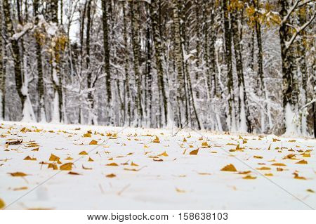 yellow leaves birch tree lies in the snow in park at winter