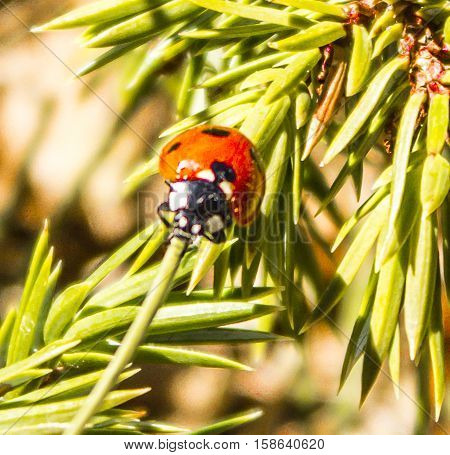 coccinella ferma su ramo verde in montagna
