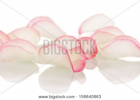 Delicate beige rose petals with pink trim isolated on white background