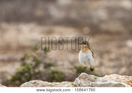 Isabelline Wheatear in the rain showers in Bahrain