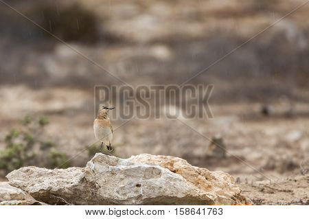 Isabelline Wheatear watching the rain showers in Bahrain