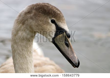 A juvenile Mute Swan or cygnet with grey feathers and beak