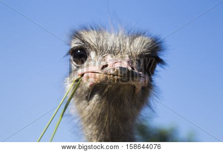 Portrait of an ostrich in sunny day, close up on head, ostrich eating