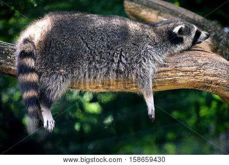 Funny Raccoon in the Veszprém Zoo (Hungary)