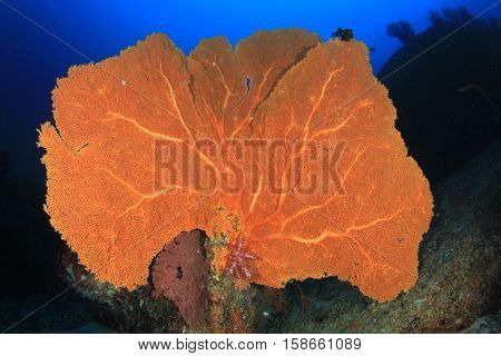 Underwater coral reef and fish