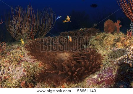 Underwater coral reef and fish