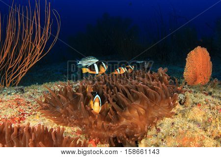 Underwater coral reef and fish