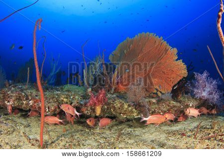 Underwater coral reef and fish