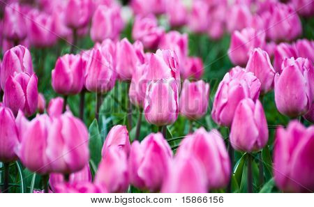 Tulipes