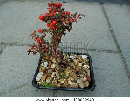 Cotoneaster  Bonsai tree about 2 years old with red winter berries