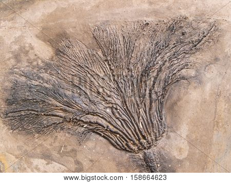 Fossil of Seirocrinus subanfularis from Jurassic period stationary planktonic suspension feeder