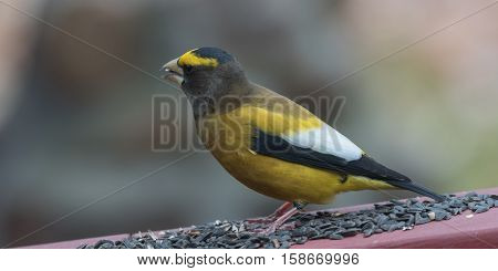 Yellow branded Evening Grosbeaks (Coccothraustes vespertinus)  on a deck having seed lunch. Heavyset finch in northern coniferous forests, adds splash of color to winter bird feeders every few years
