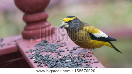 Yellow branded Evening Grosbeaks (Coccothraustes vespertinus)  on a deck having seed lunch. Heavyset finch in northern coniferous forests, adds splash of color to winter bird feeders every few years