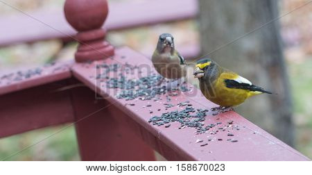 Yellow branded Evening Grosbeaks (Coccothraustes vespertinus)  on a deck having seed lunch. Heavyset finch in northern coniferous forests, adds splash of color to winter bird feeders every few years