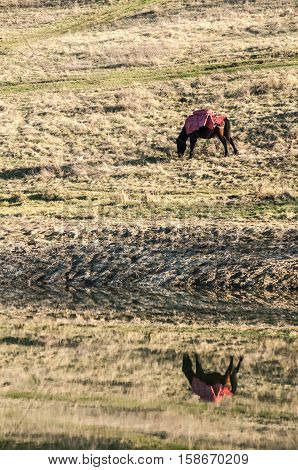 Mountain packhorses grazing on meadow grass on sunny late autumn day and reflection in lake waters