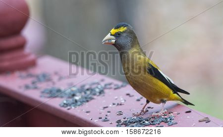 Yellow branded Evening Grosbeaks (Coccothraustes vespertinus)  on a deck having seed lunch. Heavyset finch in northern coniferous forests, adds splash of color to winter bird feeders every few years