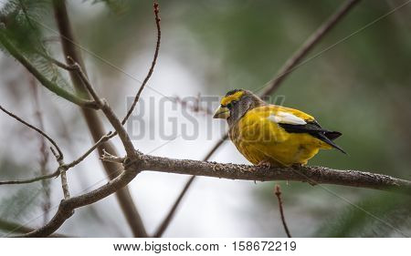 Yellow branded Evening Grosbeaks (Coccothraustes vespertinus)  on a deck having seed lunch. Heavyset finch in northern coniferous forests, adds splash of color to winter bird feeders every few years