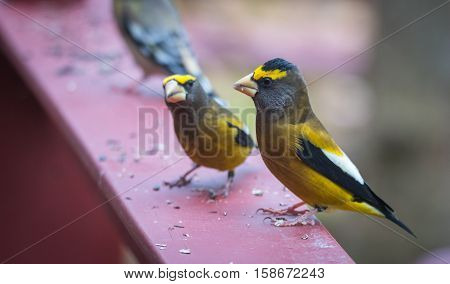 Yellow branded Evening Grosbeaks (Coccothraustes vespertinus)  on a deck having seed lunch. Heavyset finch in northern coniferous forests, adds splash of color to winter bird feeders every few years