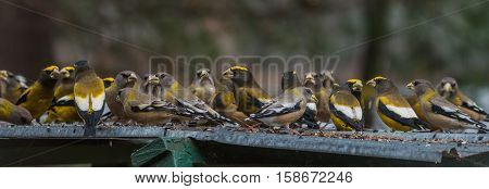 Yellow branded Evening Grosbeaks (Coccothraustes vespertinus)  on a deck having seed lunch. Heavyset finch in northern coniferous forests, adds splash of color to winter bird feeders every few years