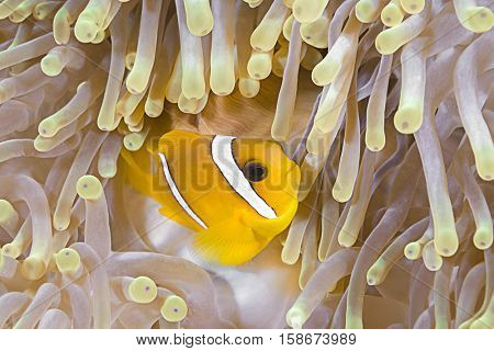Anemonefish in Sea Anemone