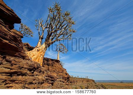 Landscape with rocky mountain and quiver trees (Aloe dichotoma), Northern Cape, South Africa 