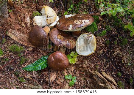 Plucked mushrooms lie on the ground. Nature