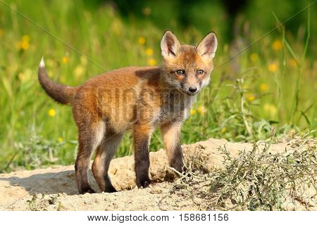 curious european red fox cub ( Vulpes )