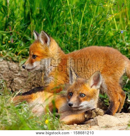 european wild fox youngster ( Vulpes vulpes )