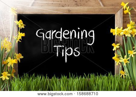 Blackboard With English Text Gardening Tips. Sunny Spring Flowers Nacissus Or Daffodil With Grass. Rustic Aged Wooden Background.