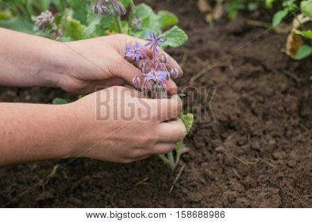 Young fresh borage flowers at the local farm. Organic farming and gardening. Growing edible flowers in summer. Hands of a farmer around the plant. Healthy eathing.
