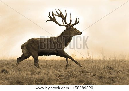 sepia image of running red deer stag ( Cervus elaphus )