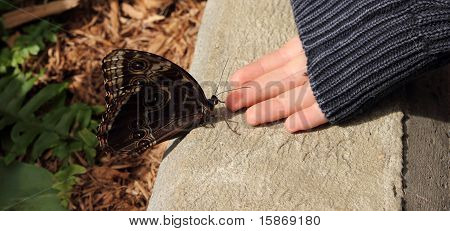 Hand-Schmetterling