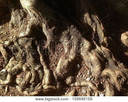 old brown tree roots  from the ground