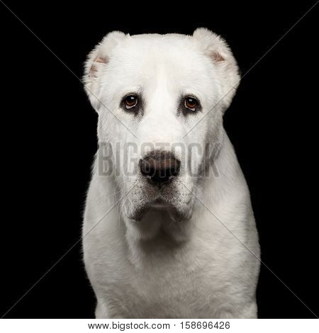 Close-up portrait of Huge white dog alabai breed curious looking in camera with cutting ears on isolated black background, front view