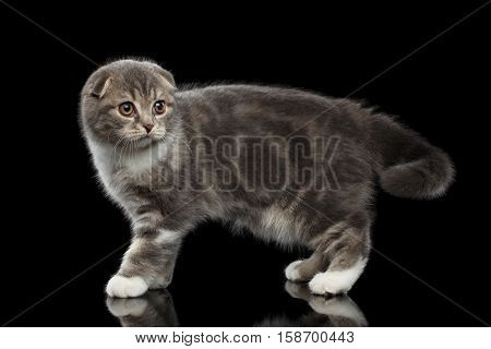 cute little kitty scottish fold breed with tabby on body standing on isolated black background with reflection