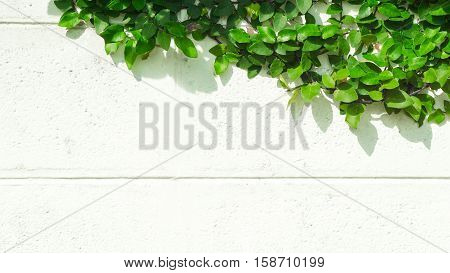Green leaf and background concept - beautiful green ivy leaf on white cement wall background