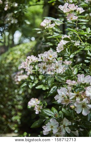 Banksia roses in a country garden in the Southern Highlands
of Australia