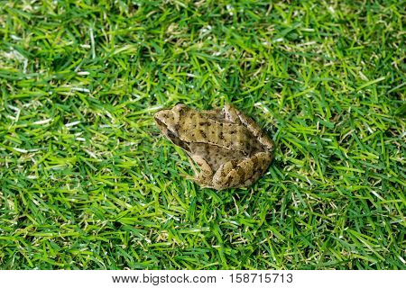 One little green frog sitting in the grass