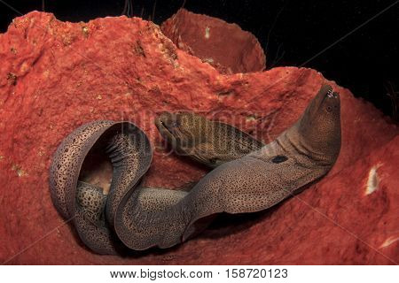 Pair Giant Moray Eels in barrel sponge