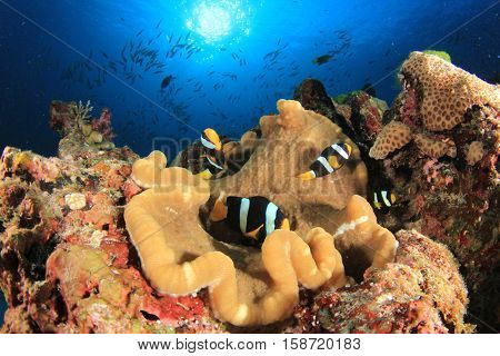 Clarke's Anemonefish in Sea Anemone on underwater coral reef