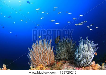 Coral reef and fish underwater
