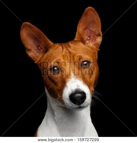 Close-up Funny Portrait White with Red Basenji Dog Curious looking in camera on Isolated Black Background, Font view