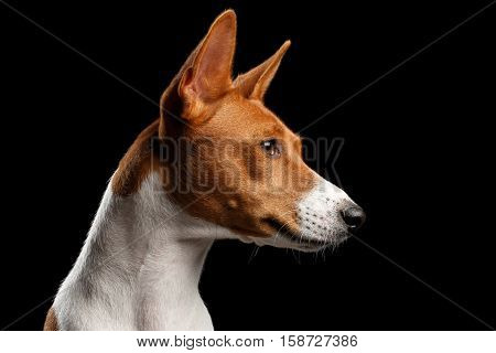 Close-up Funny Portrait White with Red Basenji Dog, profile view on Isolated Black Background