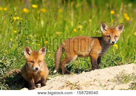 two red fox cubs looking at the camera while exploring the terrain near the burrow ( Vulpes vulpes wild animals )