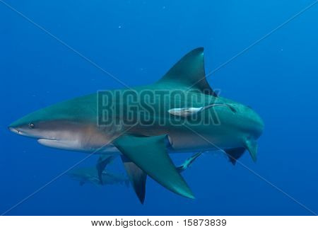Bullshark、コバンザメ