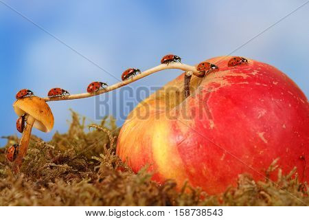 closeup many little ladybugs moves on a branch from mushroom on Apple on sky background . Animal humor. the concept of movement or migration