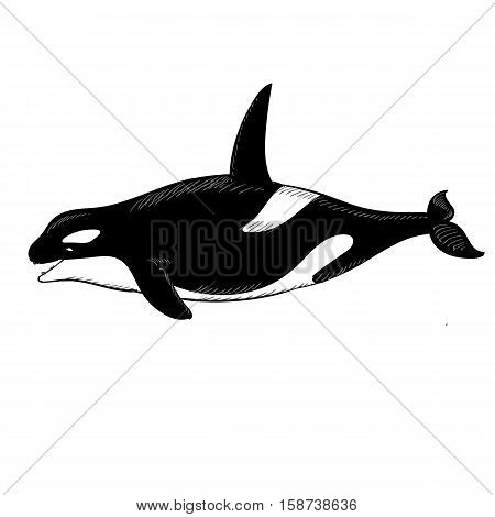 Vector illustration of Grampus icon in doodle style on white background.