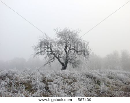 Winter, Baum, kalt
