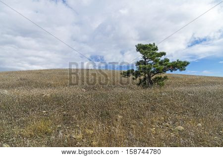 Lonely relict pine at the top of the mountain. Tokluk-Syrt Ridge Crimea. September.