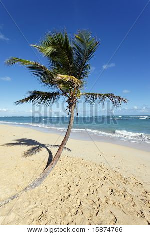 die Palme